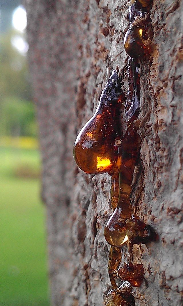 Tree sap macro